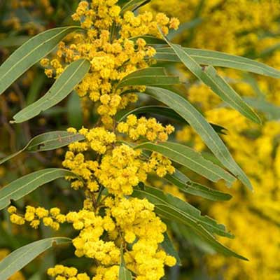 Brookie Build lifestyle shot - wattle landscape