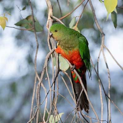 Brookie Build lifestyle shot - female king parrot